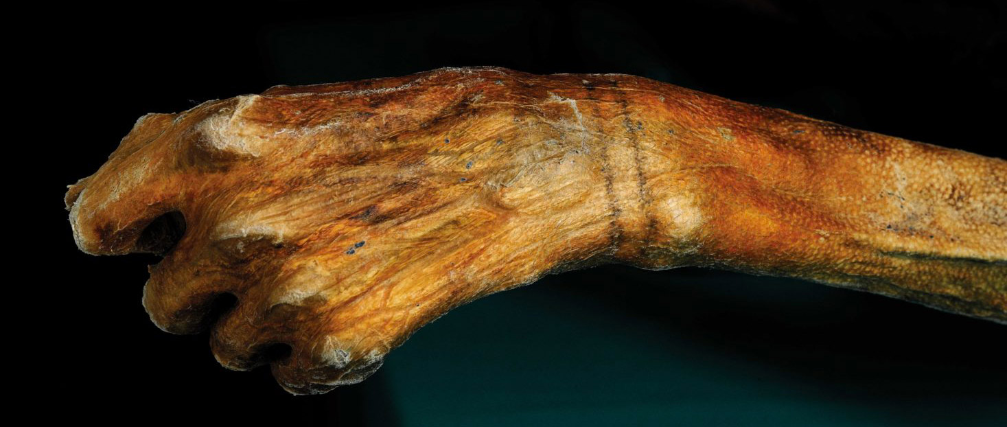 Tatouage sur la momie Ötzi